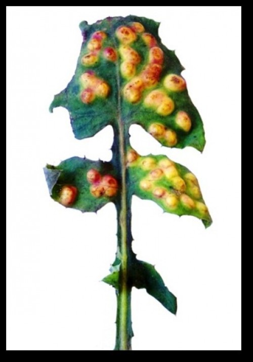 Cystiphora sonchi, gall symptom on the upper side of Sonchus sp. leaf