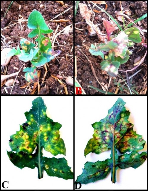 Cystiphora sonchi, A & B gall symptoms on Sonchus sp.; C upper side of leaf; D. lower side of leaf