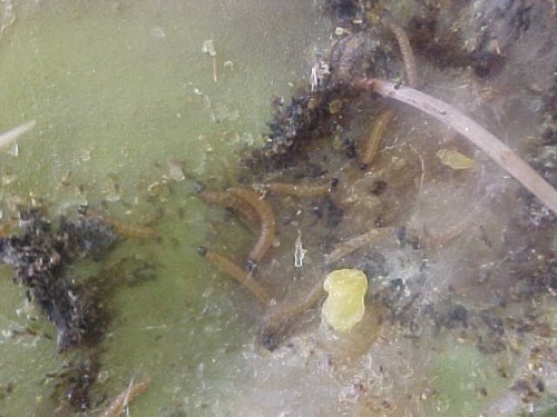 Retarded larvae of C. cactorum subsisting on the surface of a O. lindheimeri.cladode. These larvae were of the same age as those shown in Figure 3
