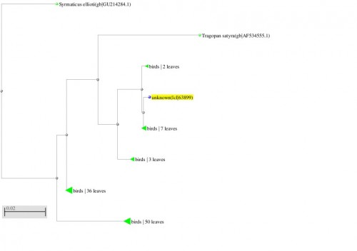 Phylogenetic tree resulting from the Maximum likelihood analysis of cytochrome b gene sequence, Parsimony bootstrap 50% majority-rule consensus values were given above the branches and branch lengths were presented below the branches. Scale bar presented 5 changes per 100 characters. (Sequences of the current study from Pakistan).