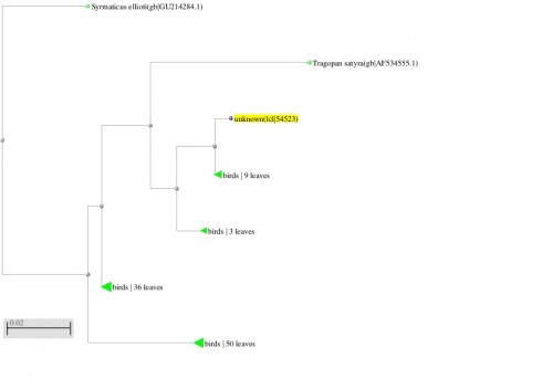 Phylogenetic tree resulting from the Maximum likelihood analysis of cytochrome b gene sequence, Parsimony bootstrap 50% majority-rule consensus values were given above the branches and branch lengths were presented below the branches. Scale bar presented 5 changes per 100 characters. (Sequences of the current study from Pakistan).